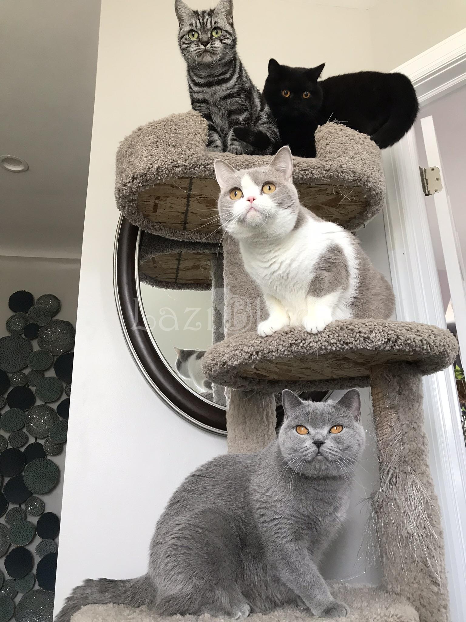 British Shorthair kittens on a cat tower
