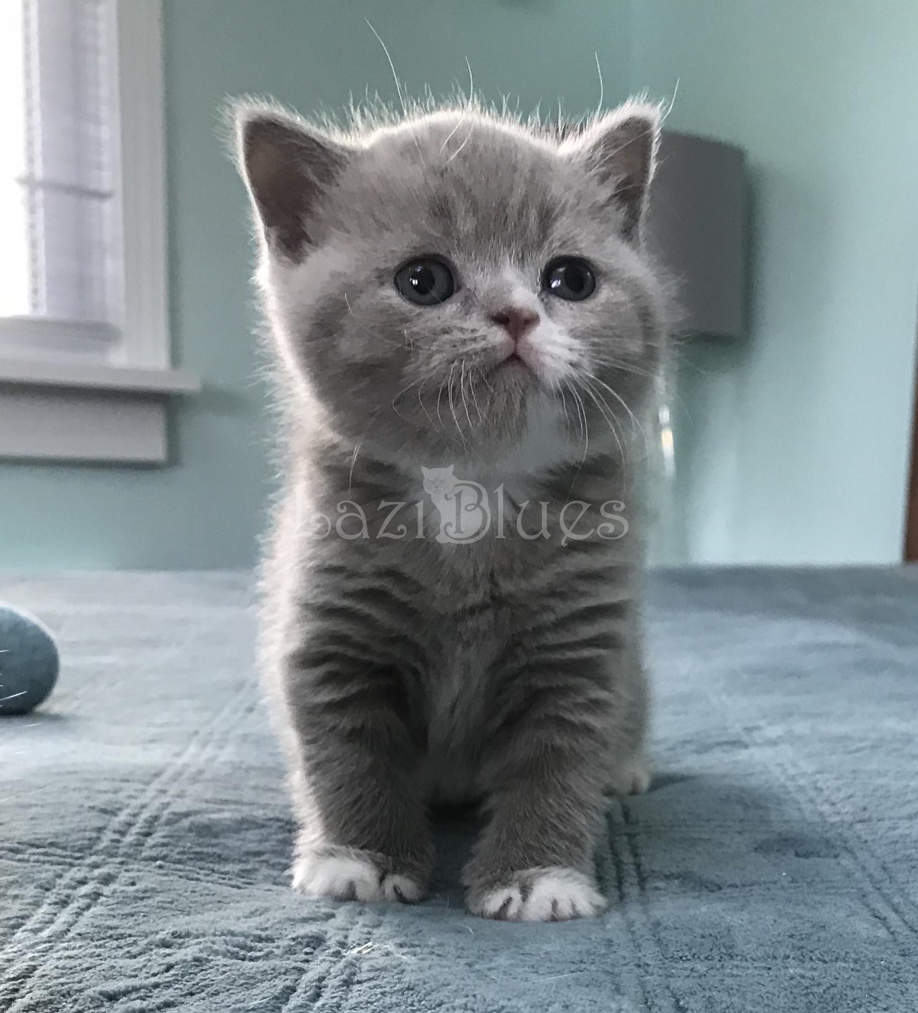 British Shorthair cat at LaziBlues