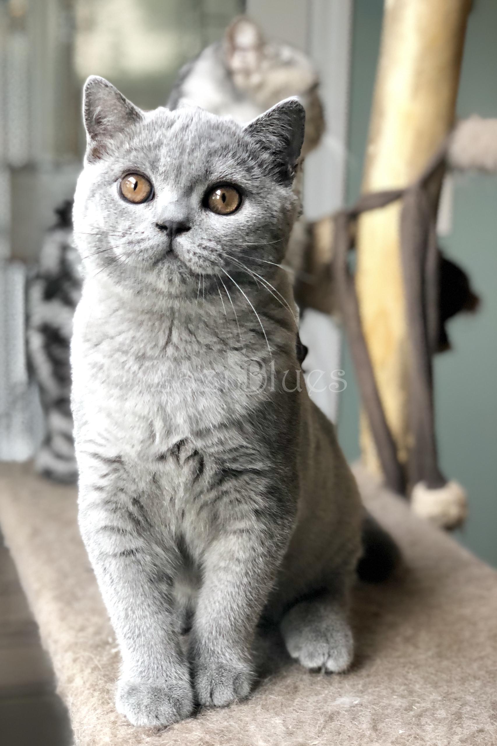 British Shorthair kitten
