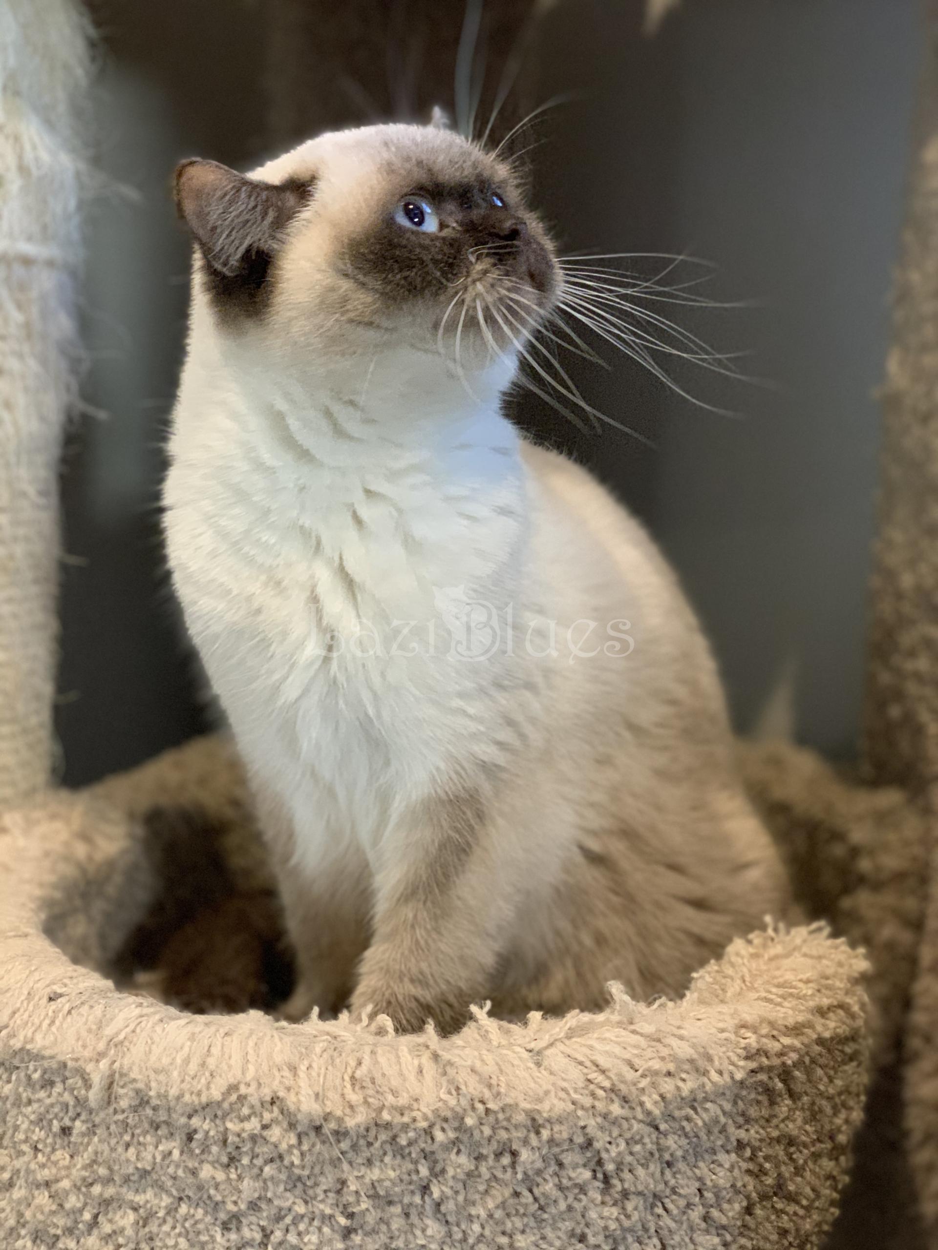 Seal point British Shorthair kitten