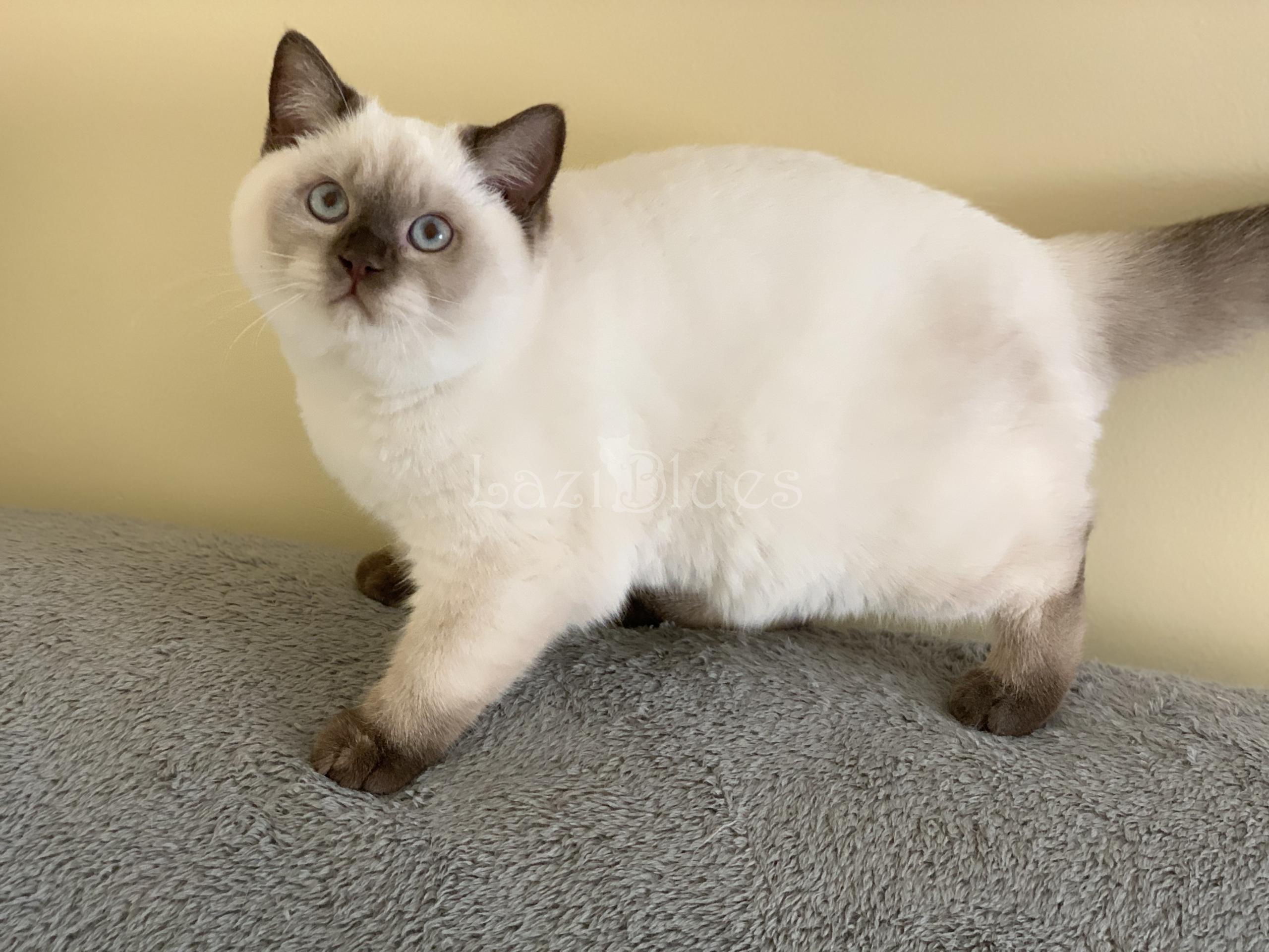 Seal point British Shorthair kitten