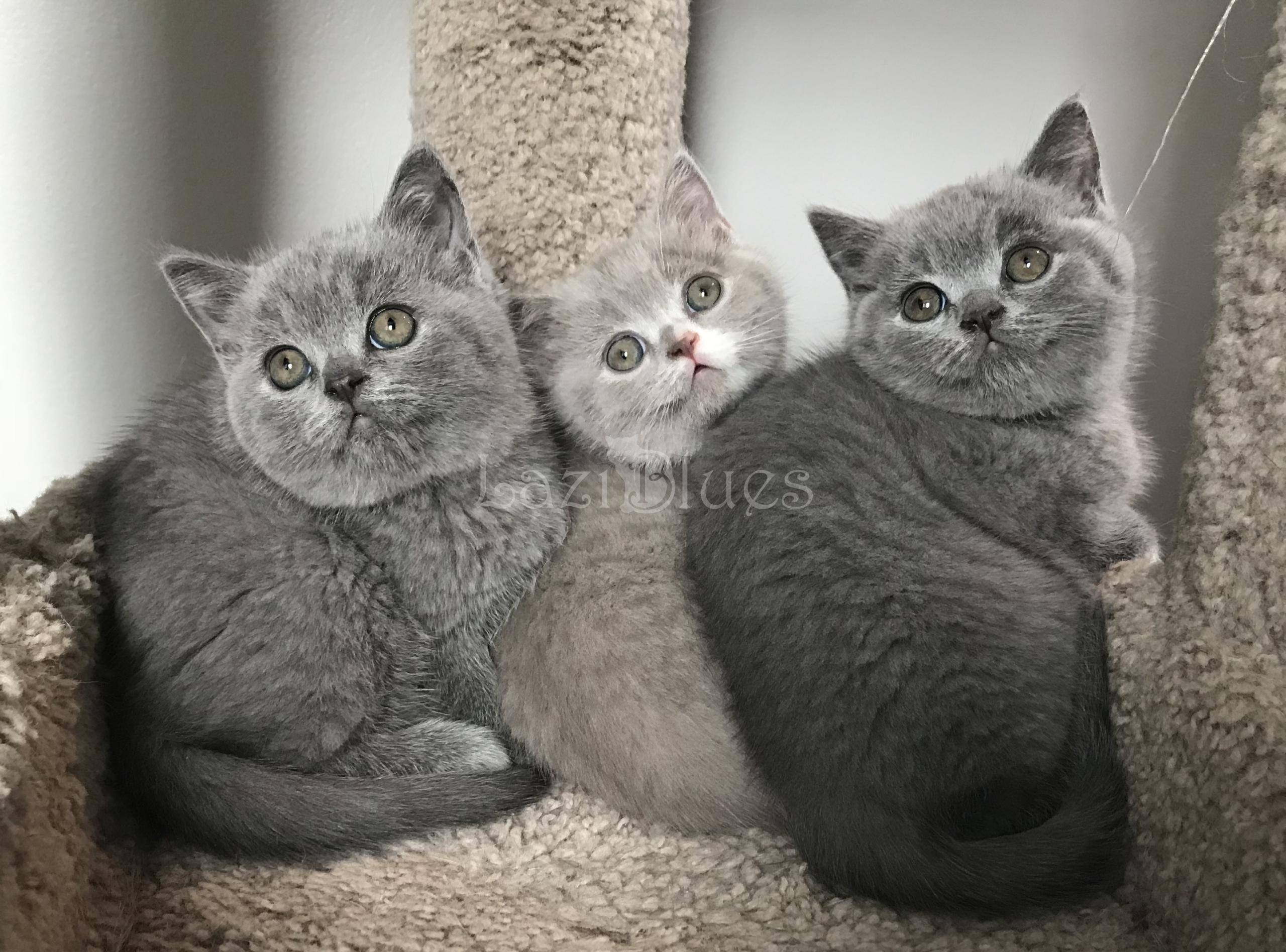 Blue and lilac British Shorthair kittens
