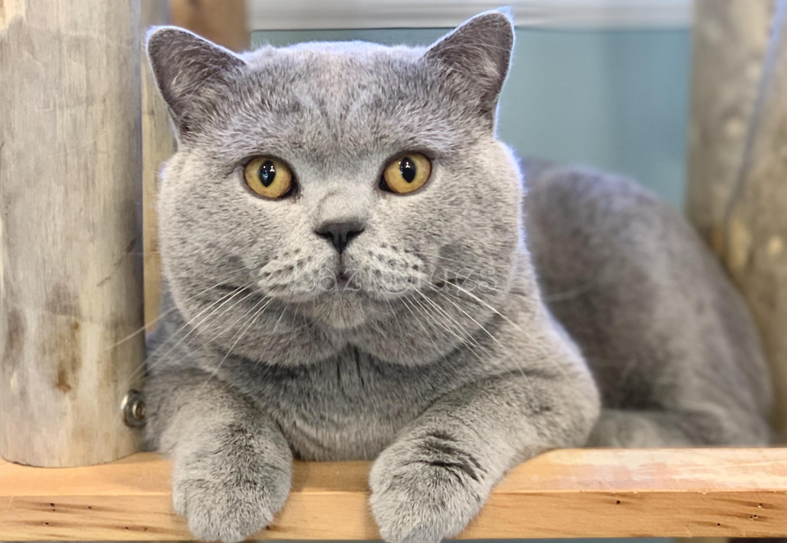 Blue British Shorthair kitten