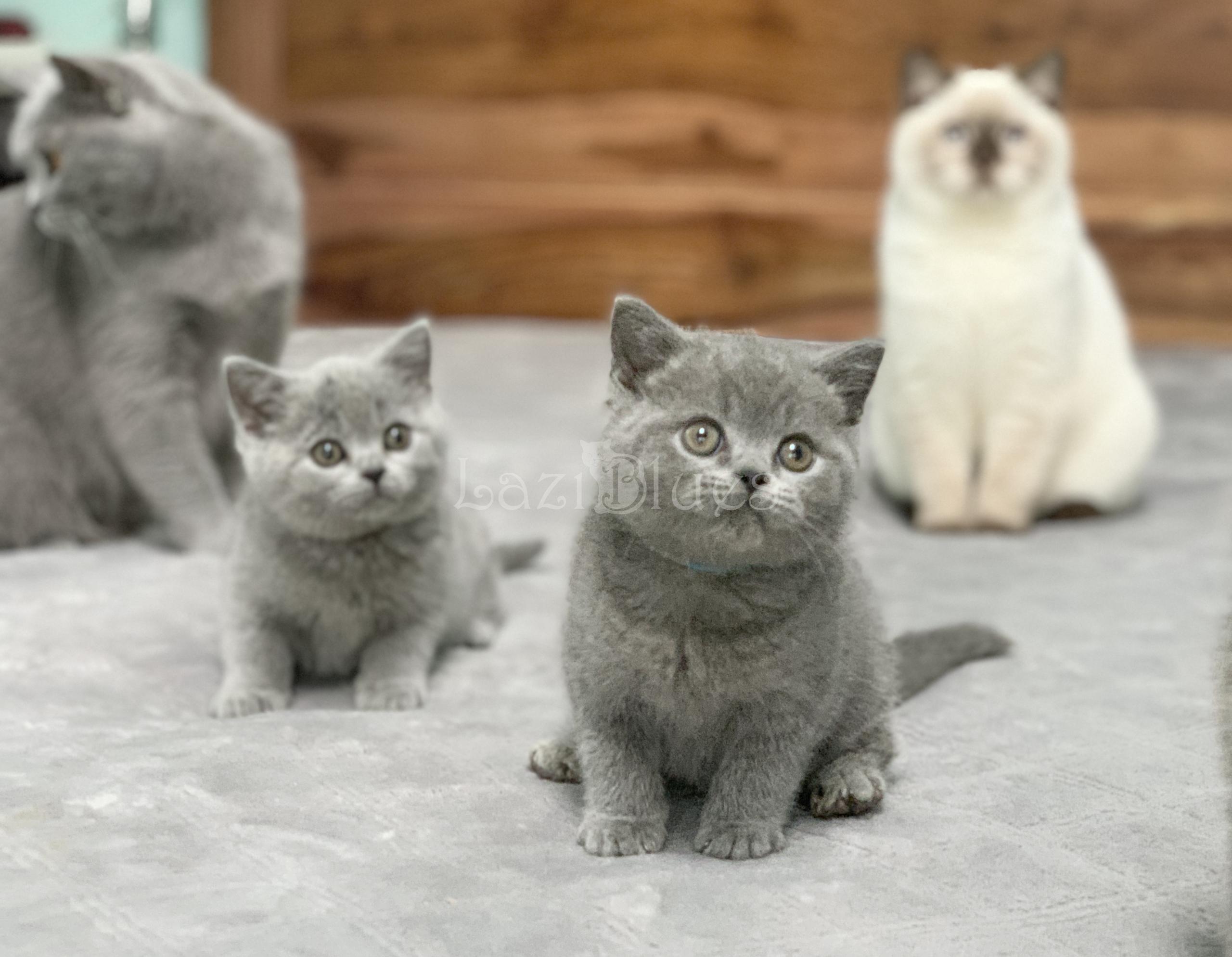 Blue British Shorthair kittens playing
