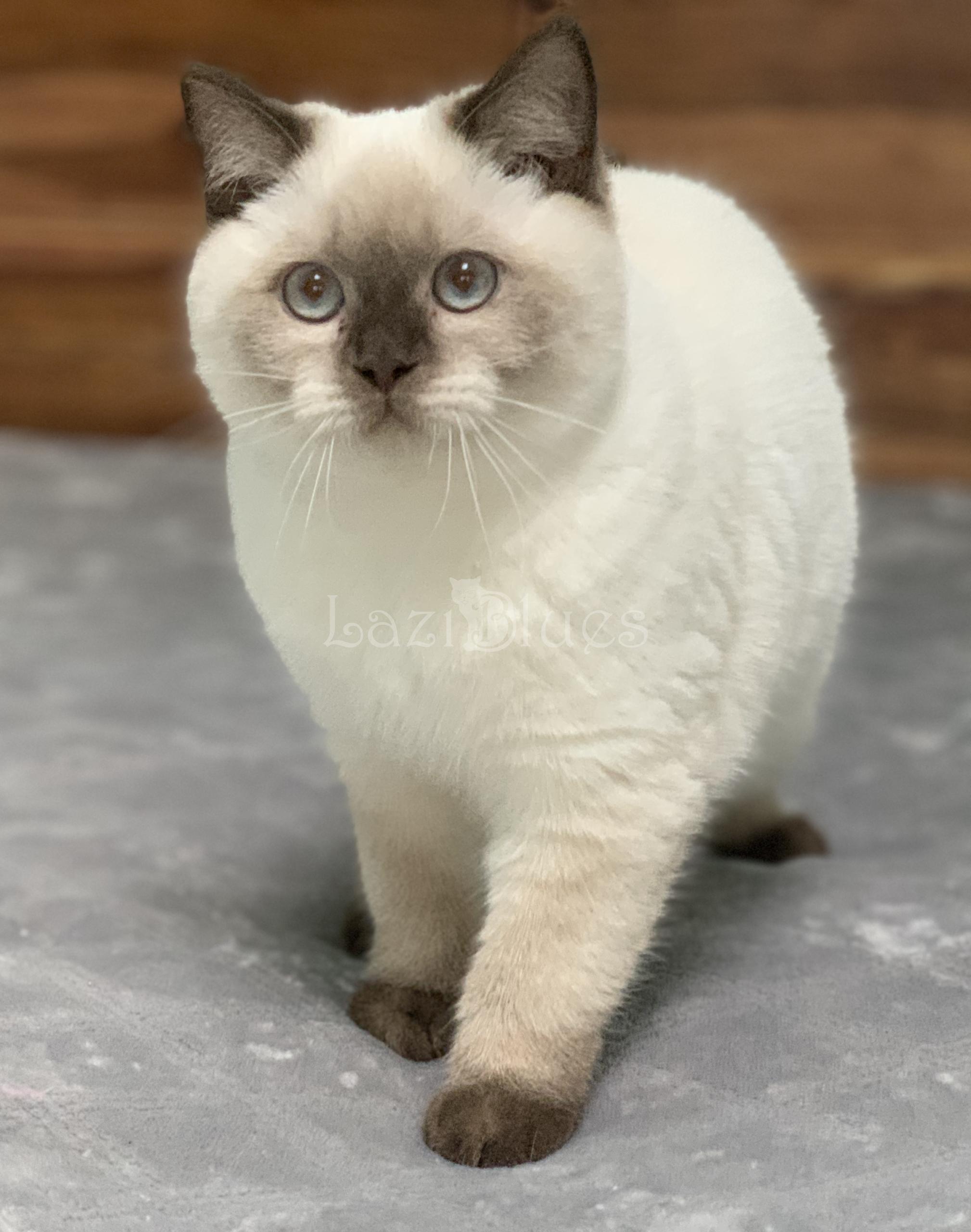British Shorthair kitten
