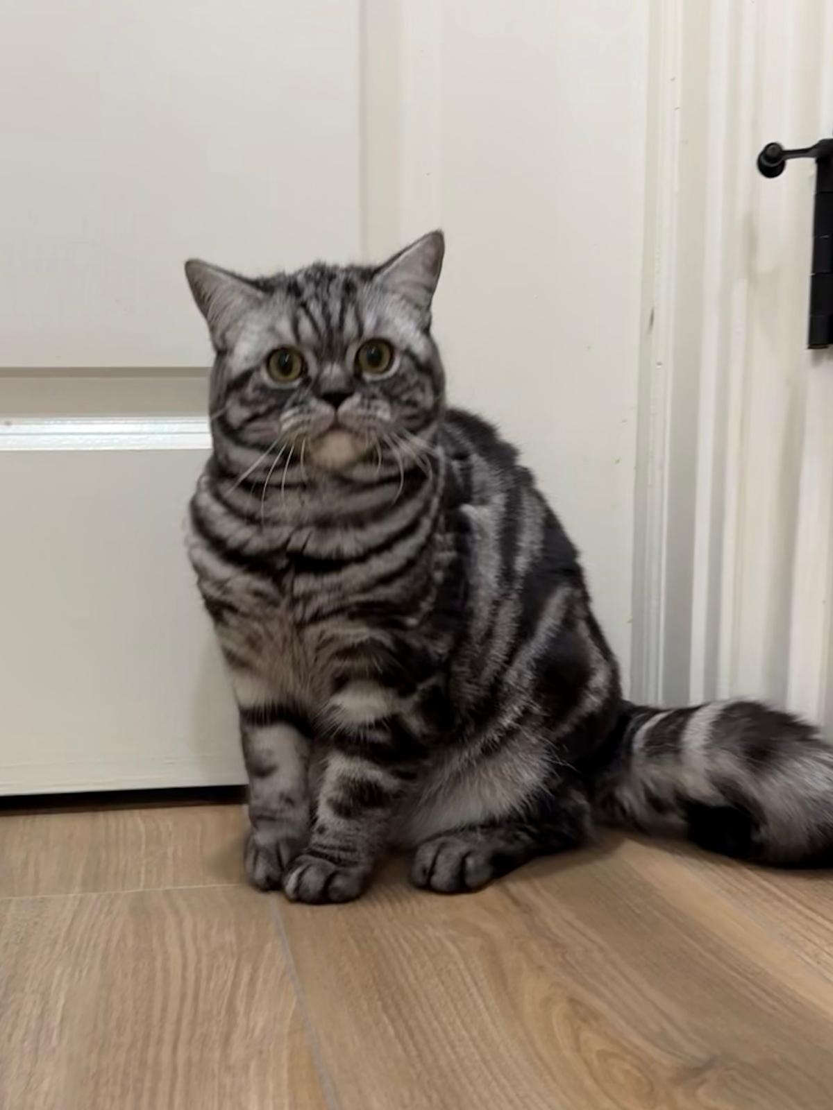 LaziBlues British Shorthair kitten, photo 1