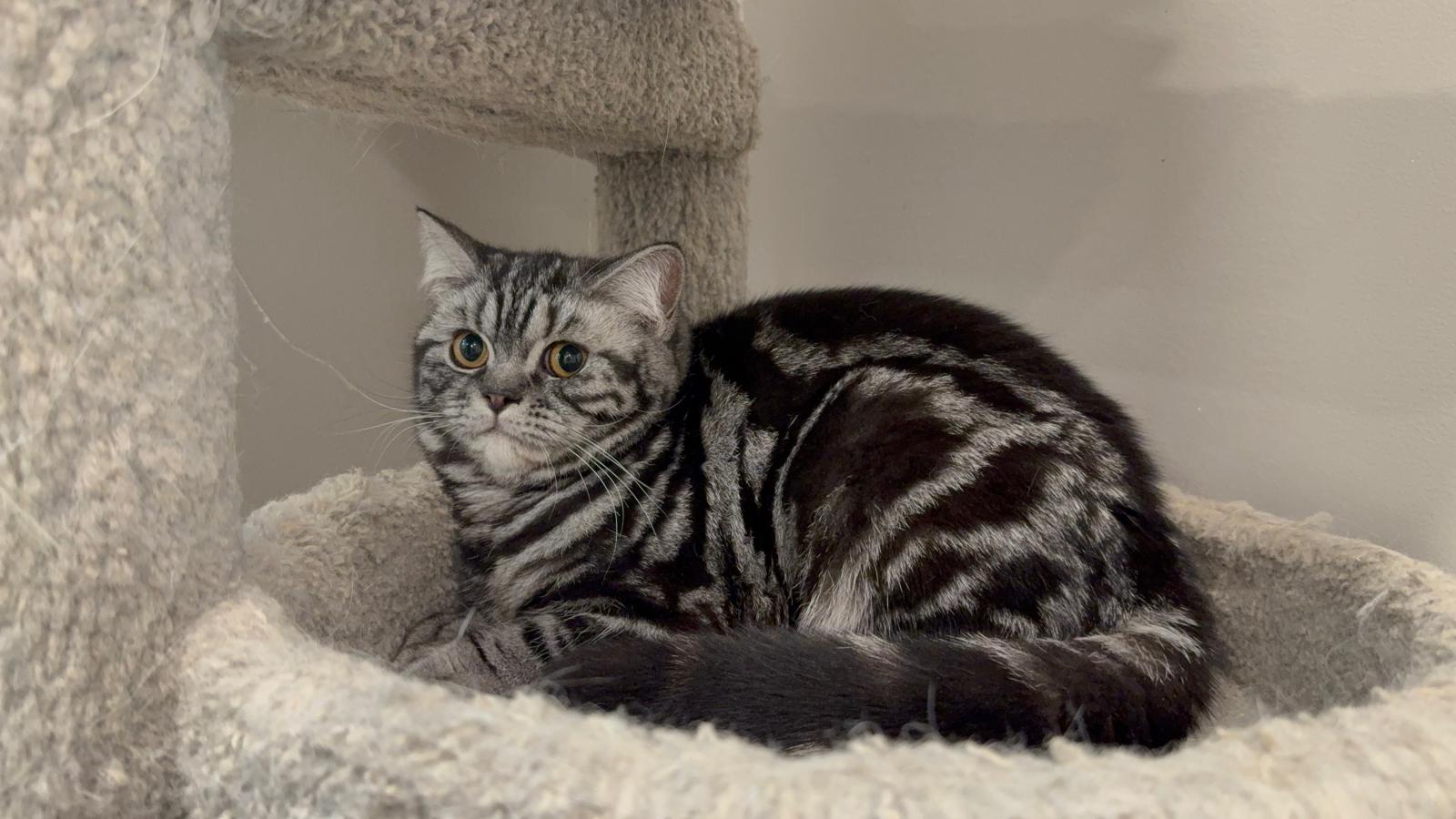 LaziBlues British Shorthair kitten, photo 2