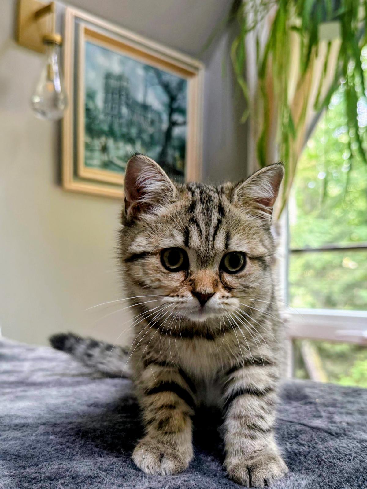LaziBlues British Shorthair kitten, photo 3