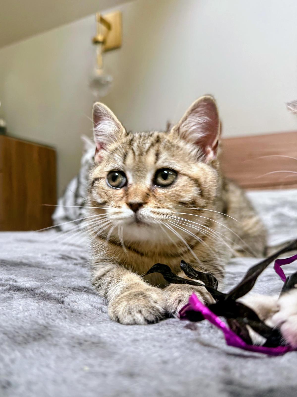 LaziBlues British Shorthair kitten, photo 4