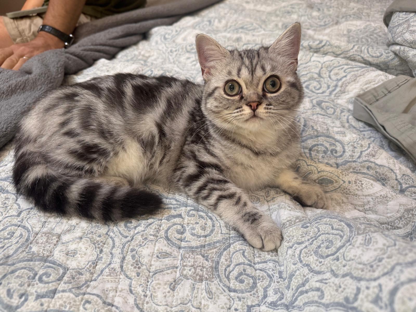 LaziBlues British Shorthair kitten, photo 5