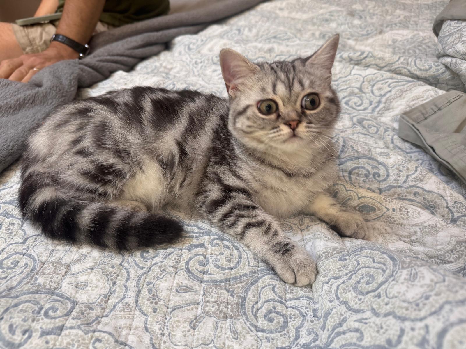 LaziBlues British Shorthair kitten, photo 6
