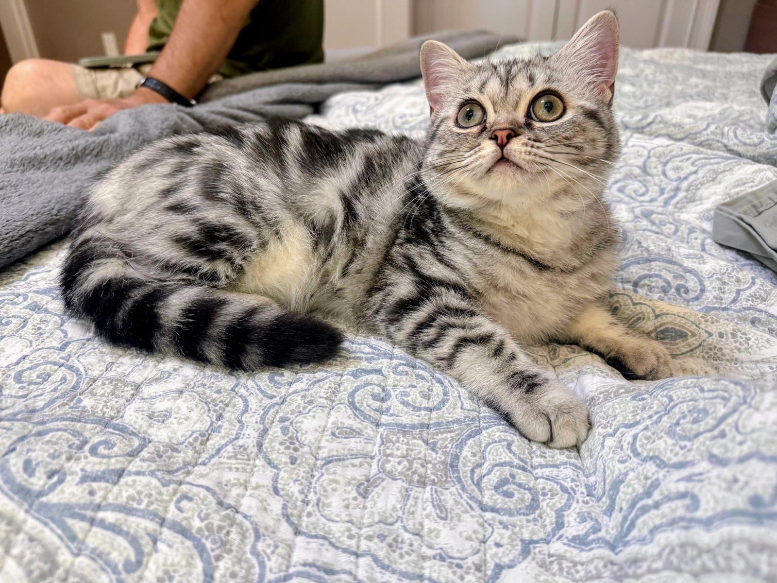 LaziBlues British Shorthair kitten, photo 7