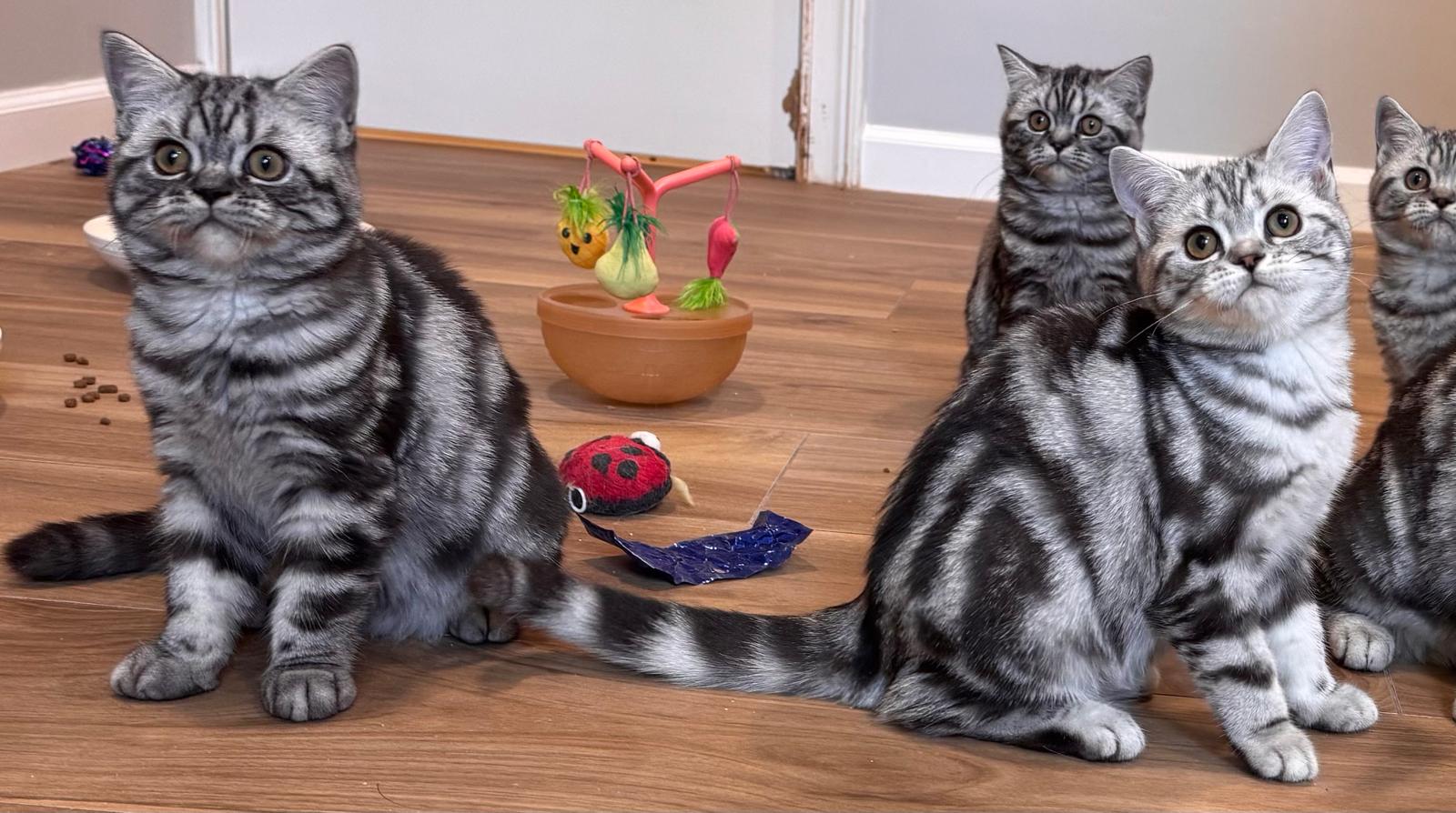 LaziBlues British Shorthair kitten, photo 8