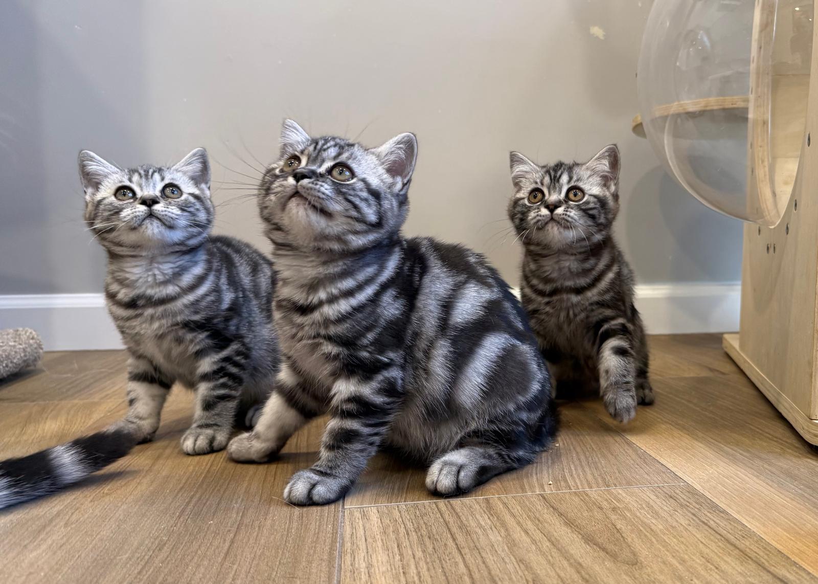 LaziBlues British Shorthair kitten, photo 9