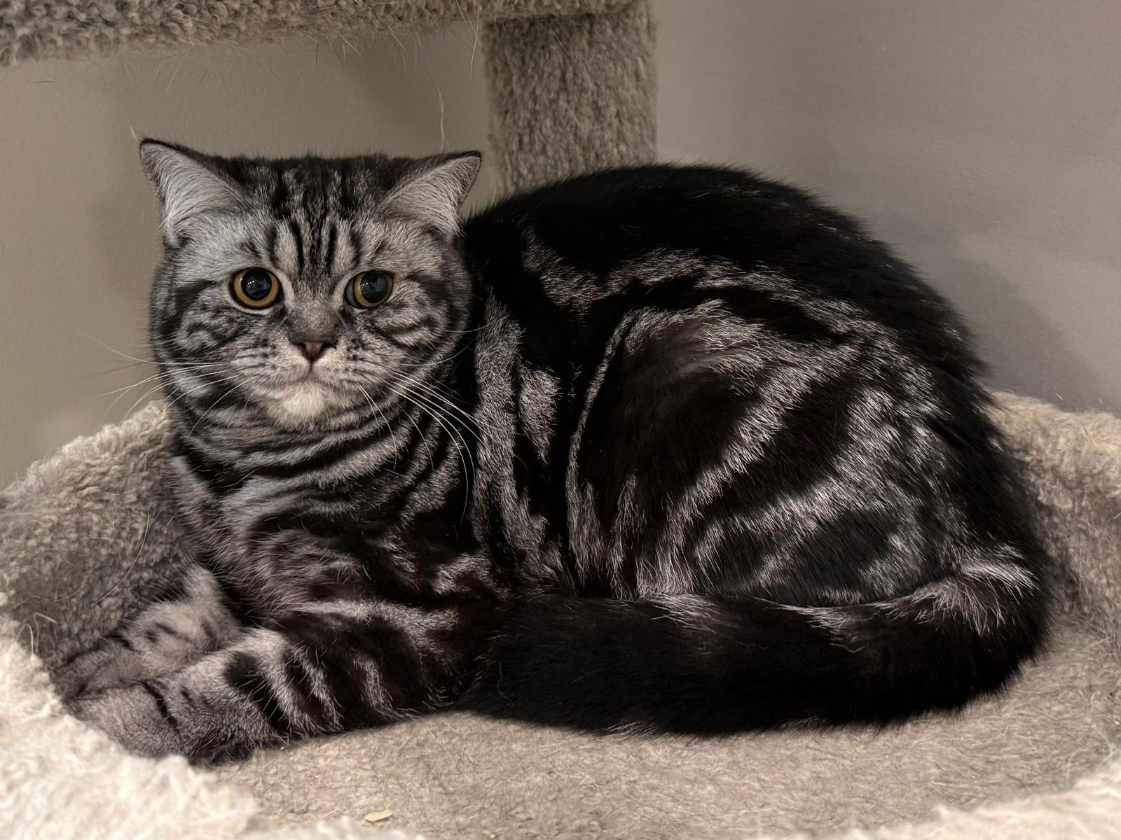 LaziBlues British Shorthair kitten, photo 10