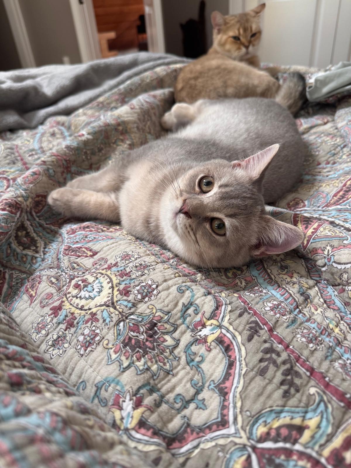 LaziBlues British Shorthair kitten, photo 11
