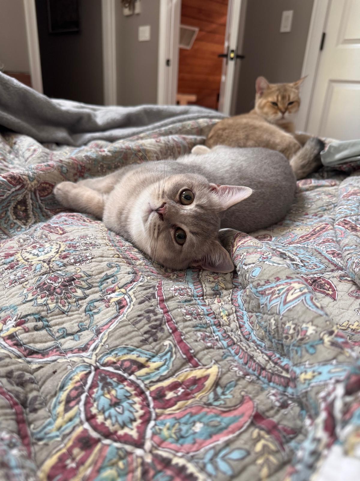 LaziBlues British Shorthair kitten, photo 12