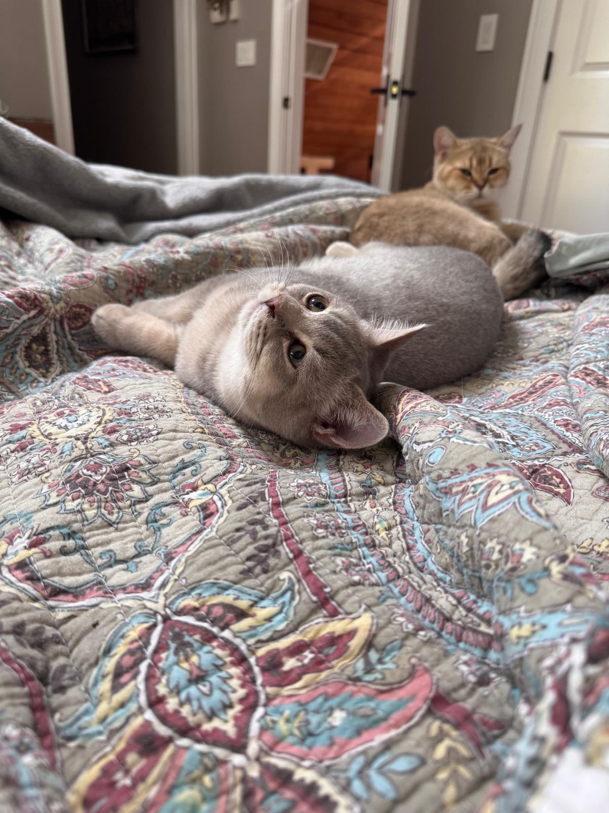 LaziBlues British Shorthair kitten, photo 13
