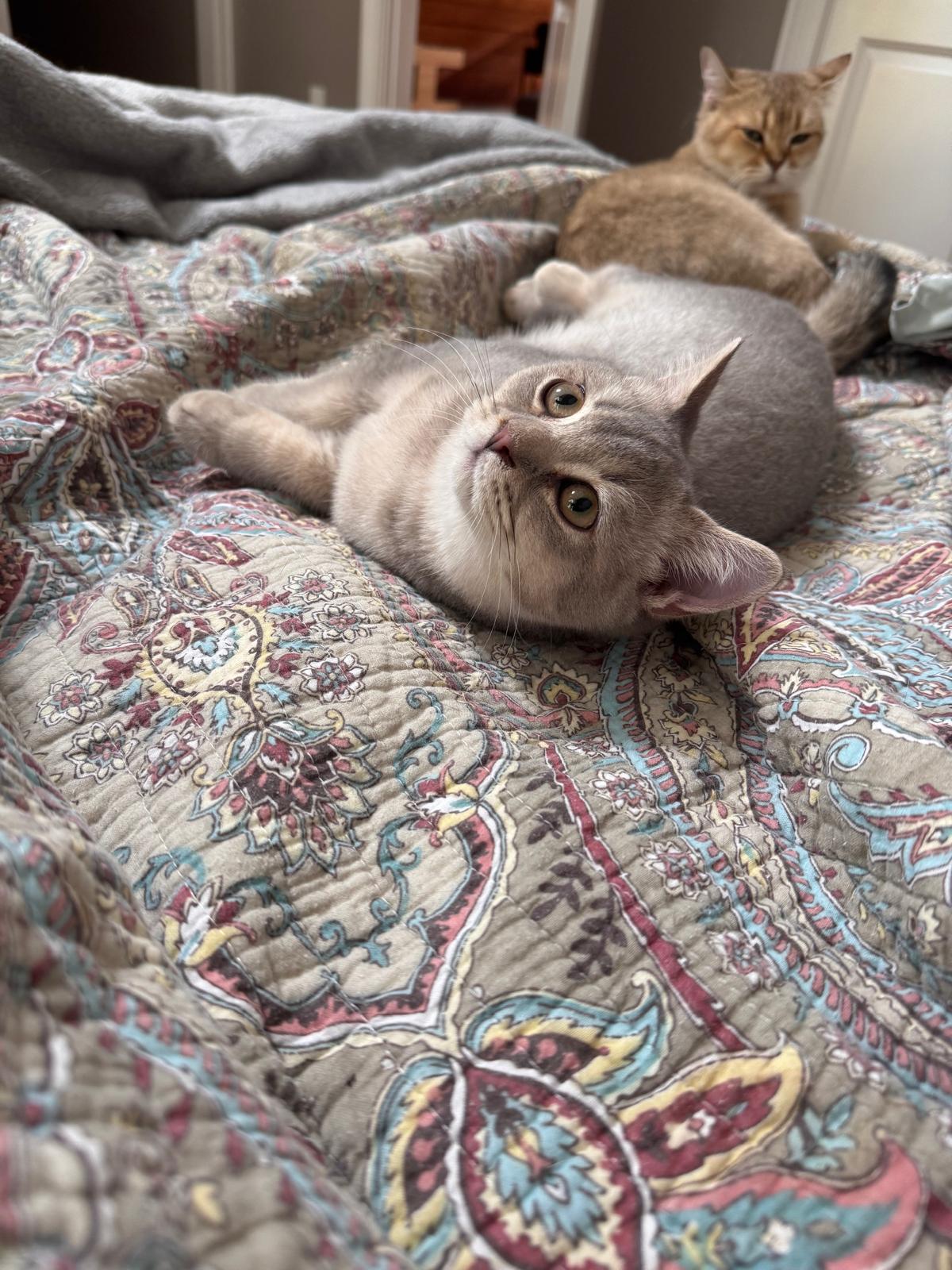 LaziBlues British Shorthair kitten, photo 14