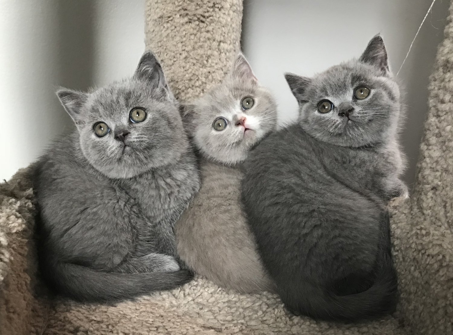 Laziblues – British Shorthair Cattery – Kittens New York